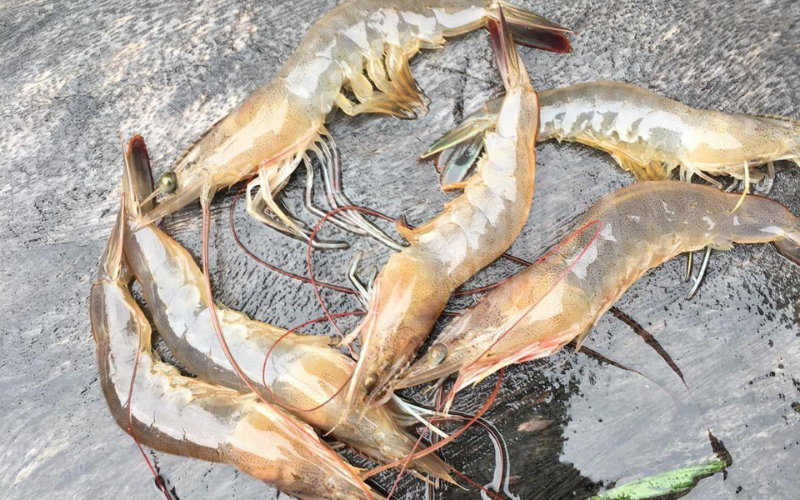 Tôm thẻ vàng chân, vàng miệng, vàng mang: Dấu hiệu nguy hiểm trên tôm